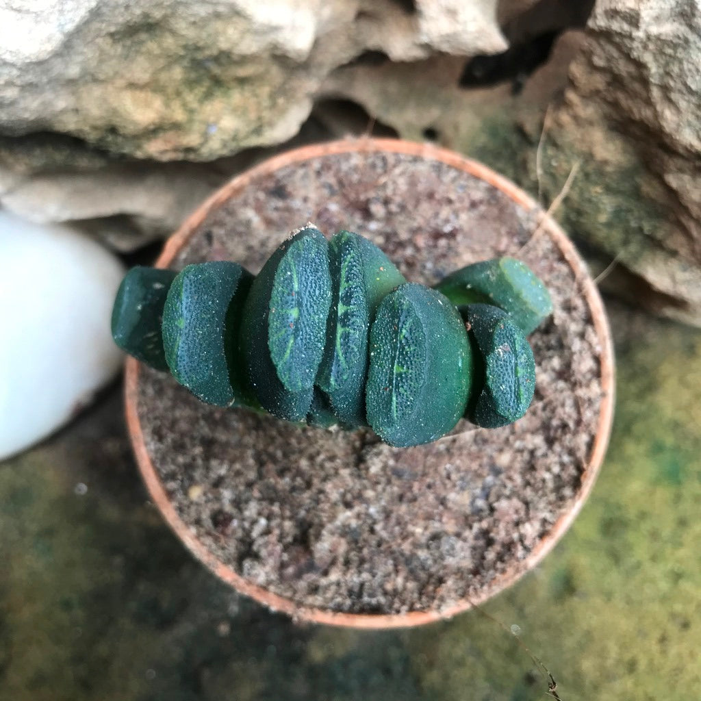 Haworthia Maughanii Succulent Plant - myBageecha