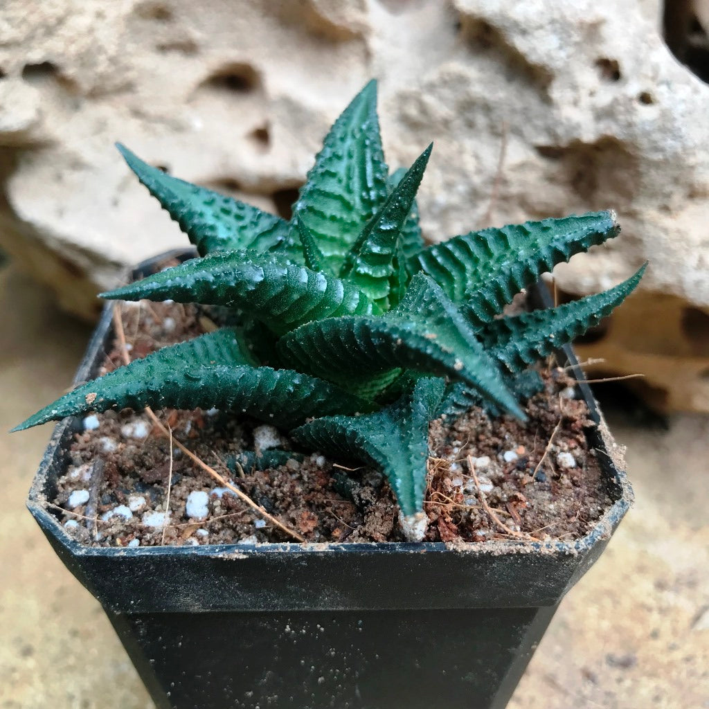 plant haworthia succulent Haworthia Nigra – Decorative Succulent Plant