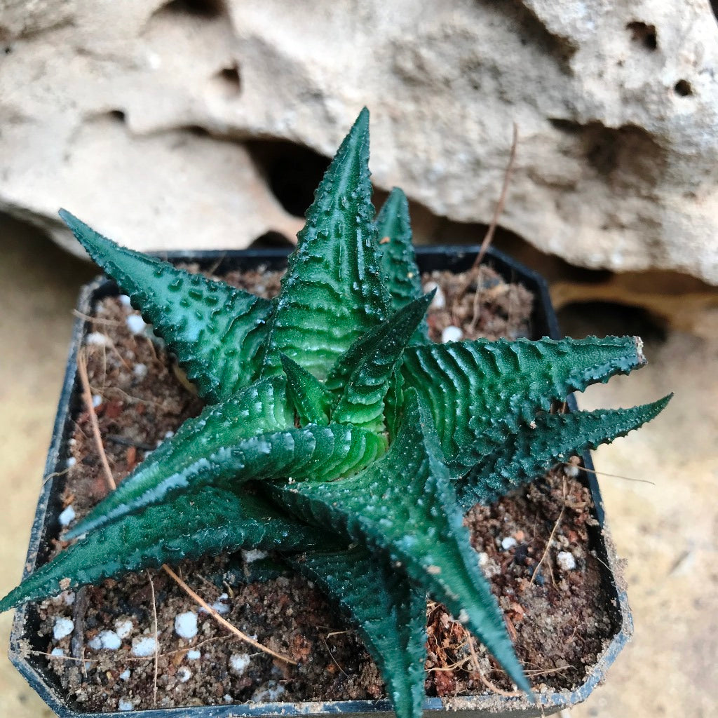 Haworthia Nigra Succulent Plant - myBageecha