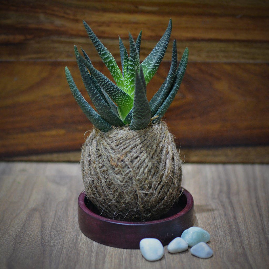 Kokedama Moss Ball Haworthia Longifolia Plant - myBageecha