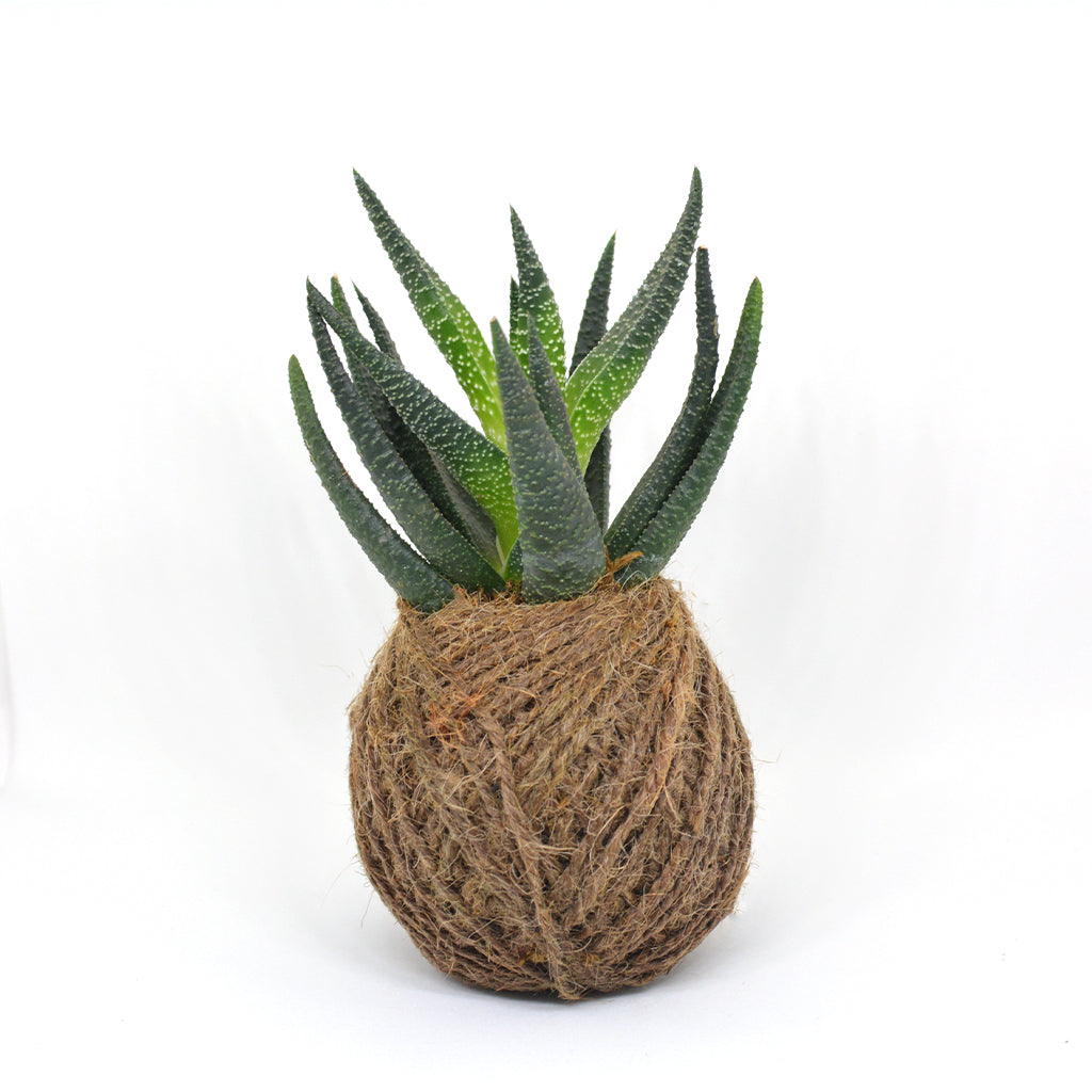 Kokedama Moss Ball Haworthia Longifolia Plant - myBageecha