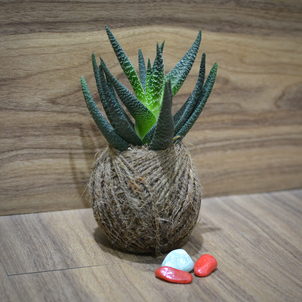 Kokedama Moss Ball Haworthia Longifolia Plant - myBageecha
