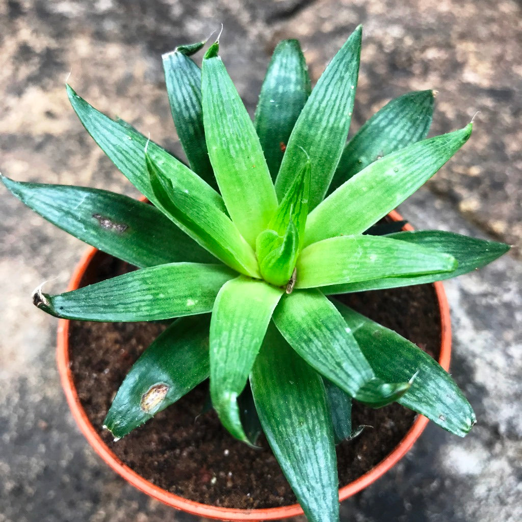 Haworthia Cooperi Baker Succulent Plant - myBageecha