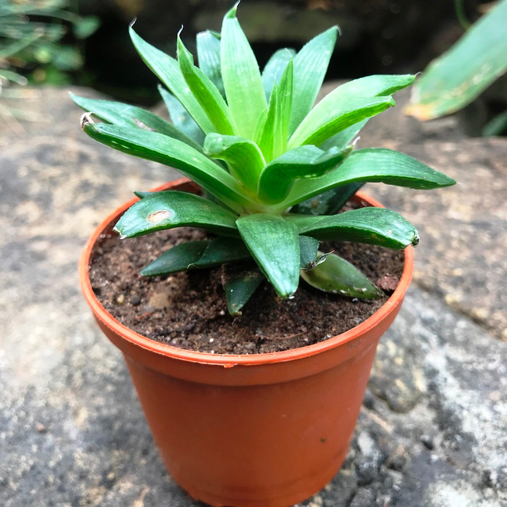 Haworthia Cooperi Baker Succulent Plant - myBageecha