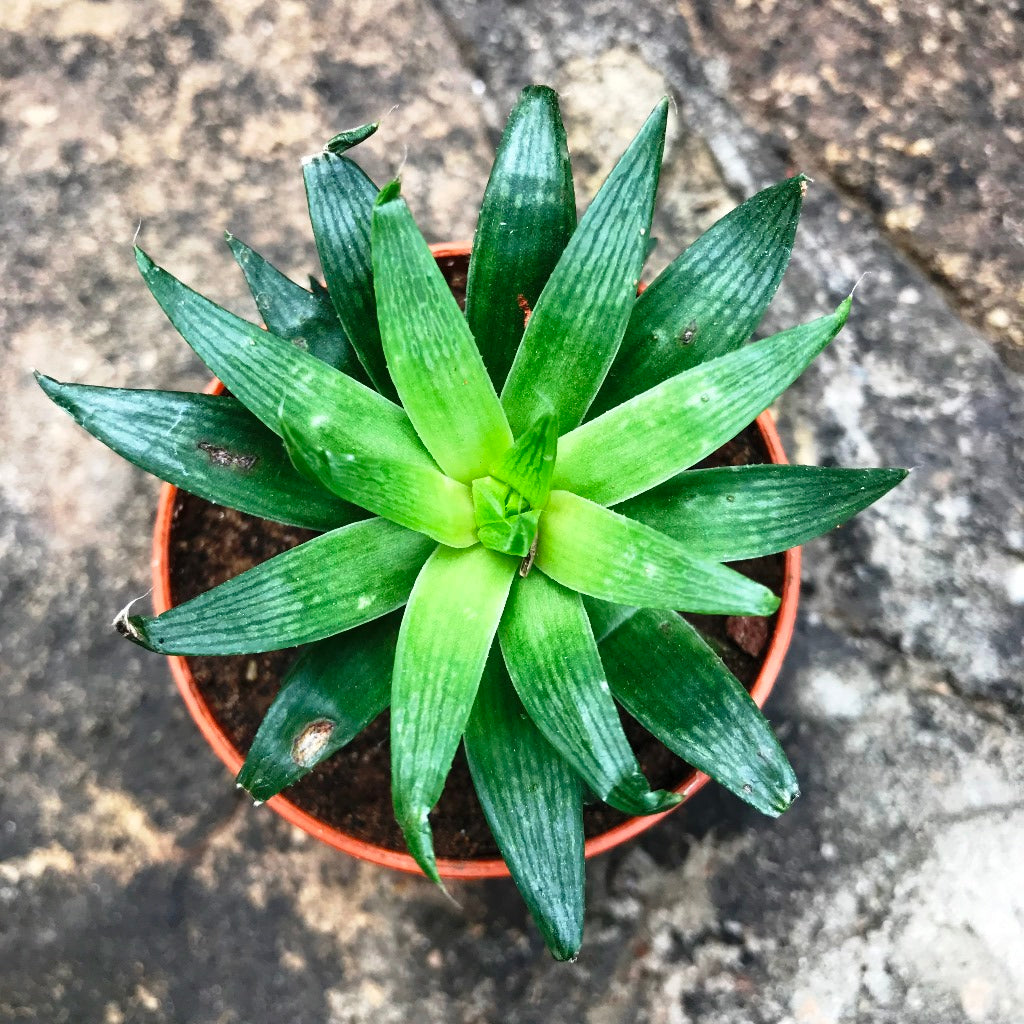 Haworthia Cooperi Baker Succulent Plant - myBageecha