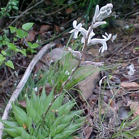 Haworthia Cooperi Baker Succulent Plant - myBageecha