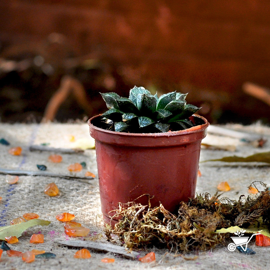 Haworthia Cuspidata Plants myBageecha - myBageecha
