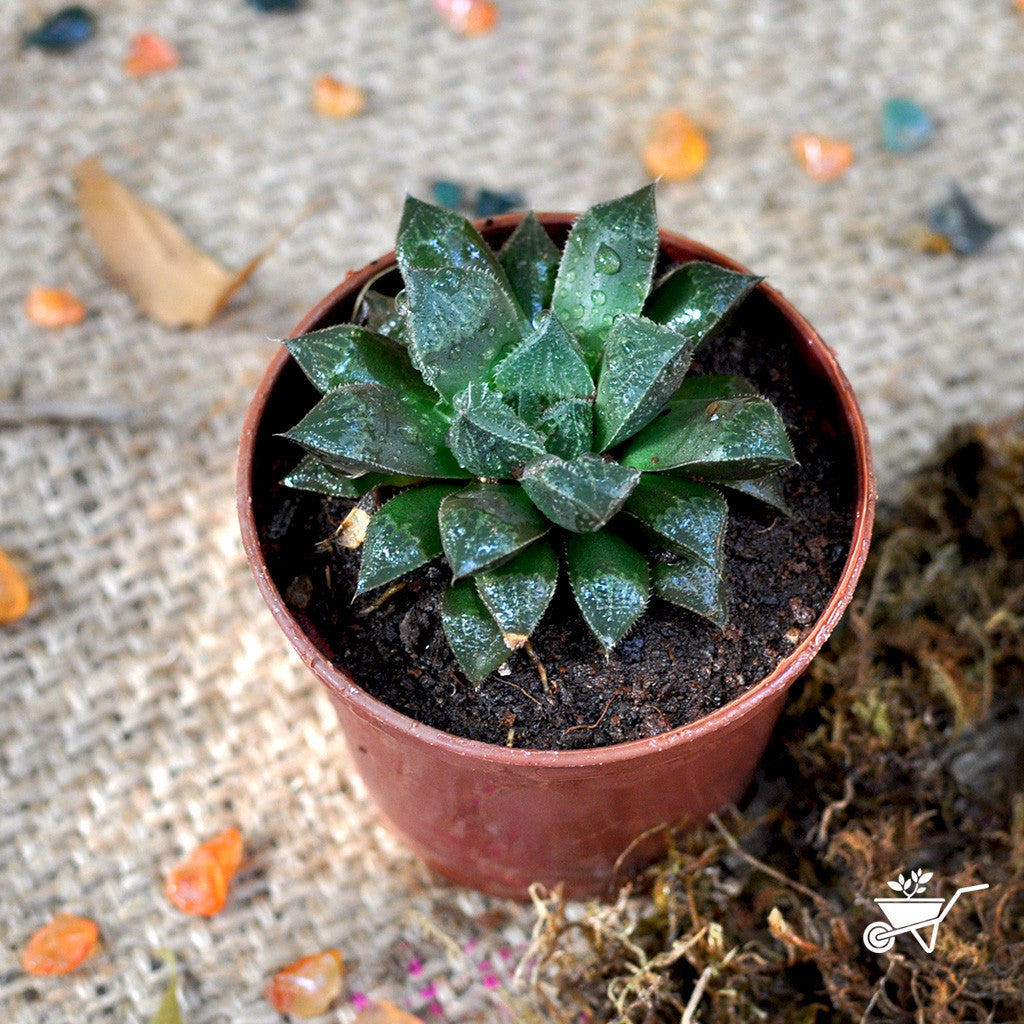 Haworthia Cuspidata Plants myBageecha - myBageecha