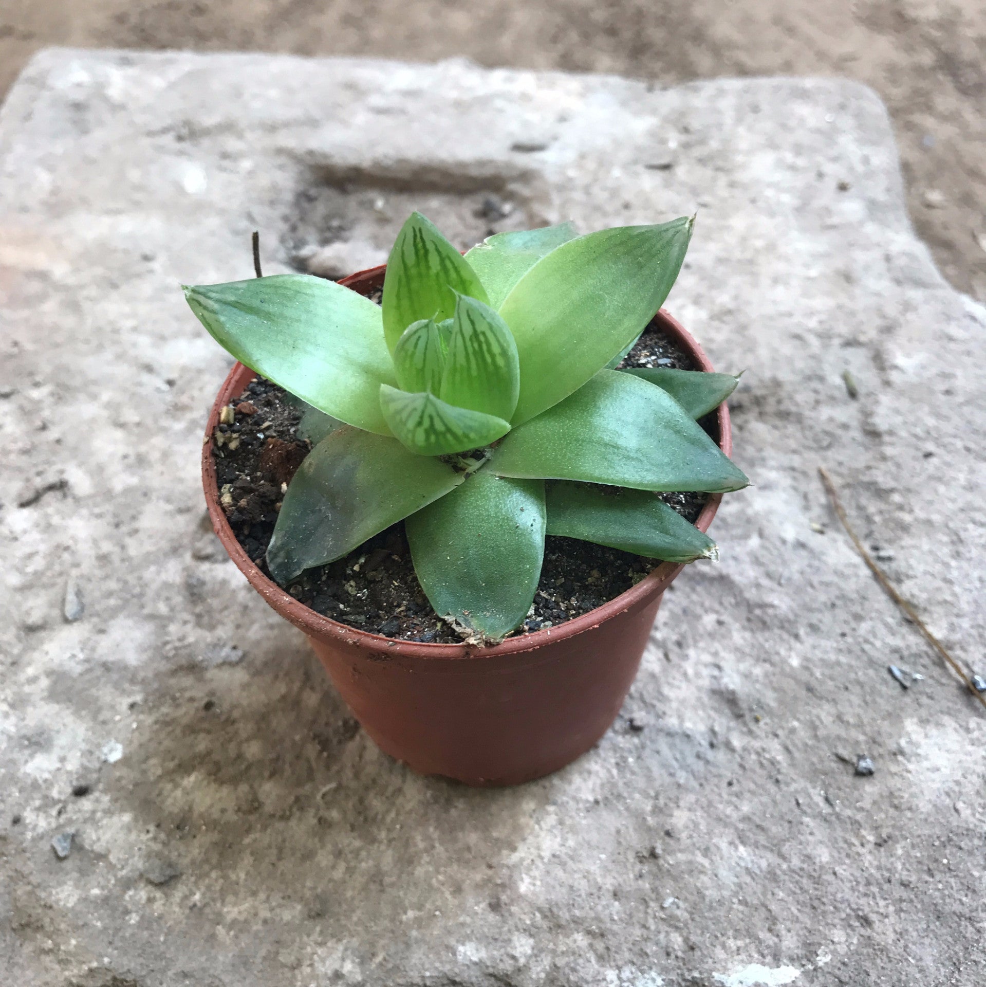 haworthia cymbiformis succulent Haworthia Cymbiformis – Decorative Succulent Plant