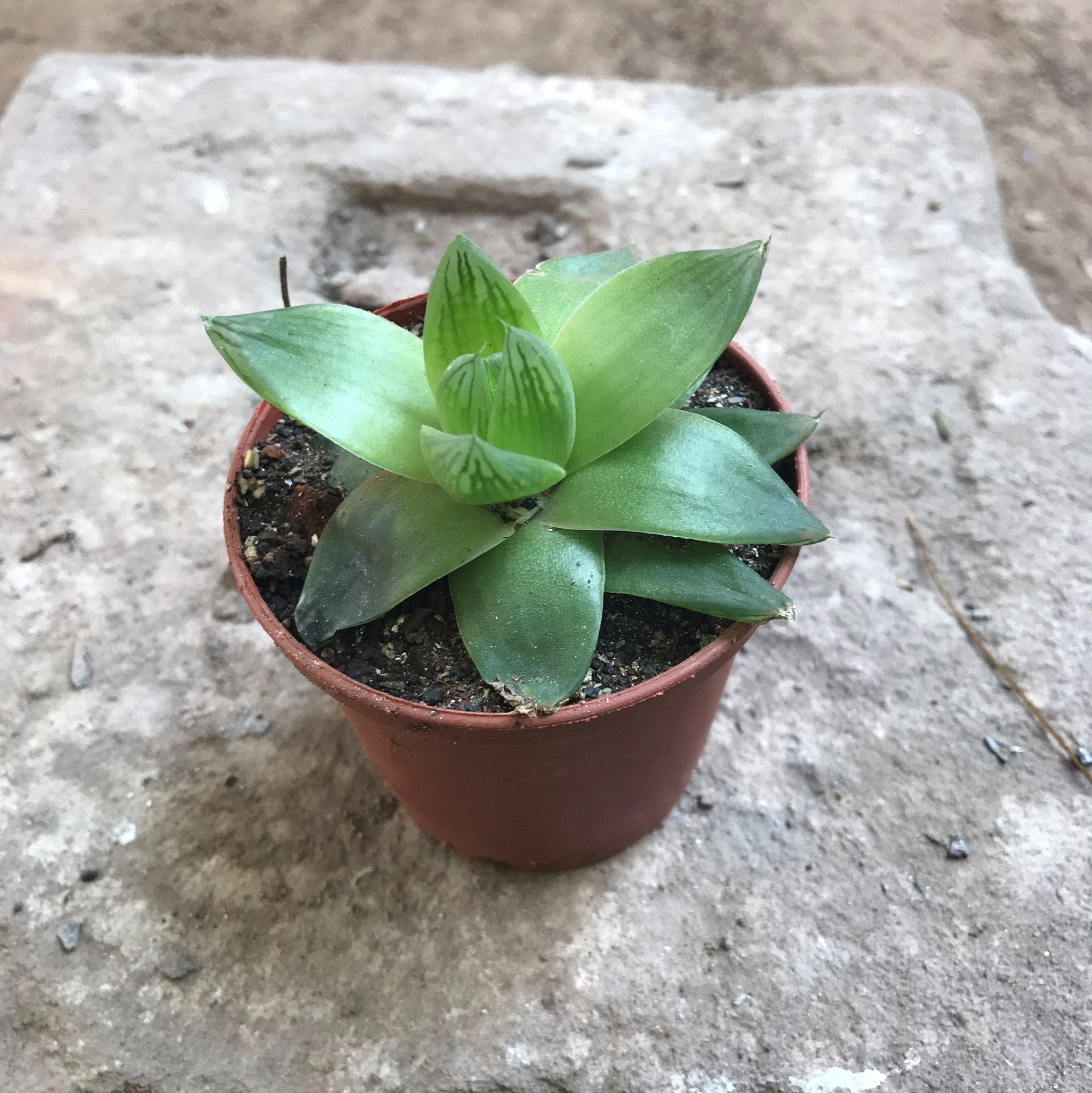 Pack of 4 Cute Shade Loving Tabletop Plants - myBageecha