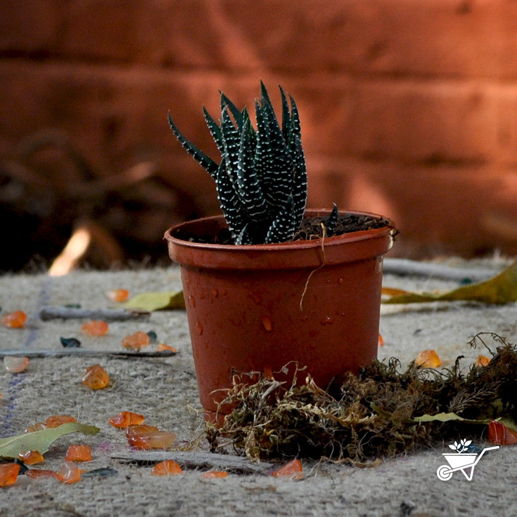 Haworthia Reinwardtii Plants myBageecha - myBageecha