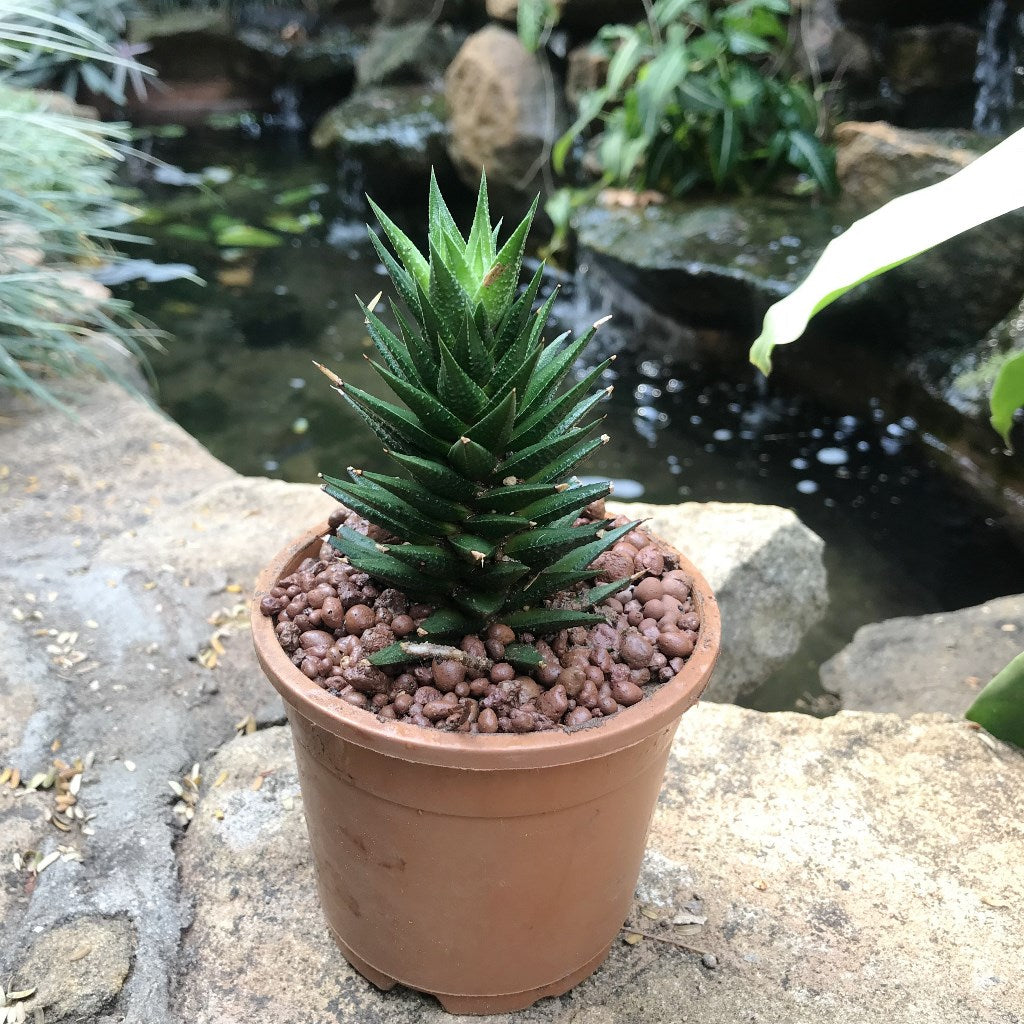 Haworthia Resendeana Succulent Plant - myBageecha