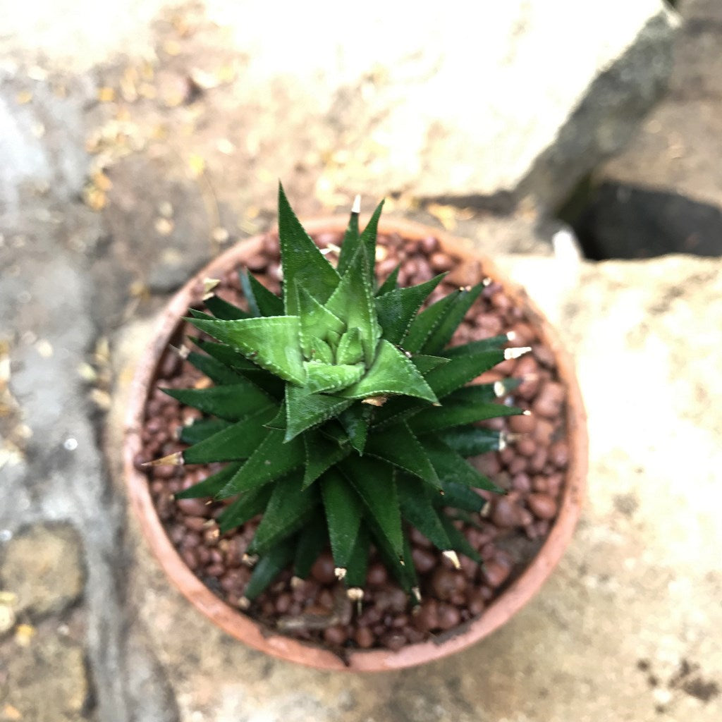 Haworthia Resendeana Succulent Plant - myBageecha