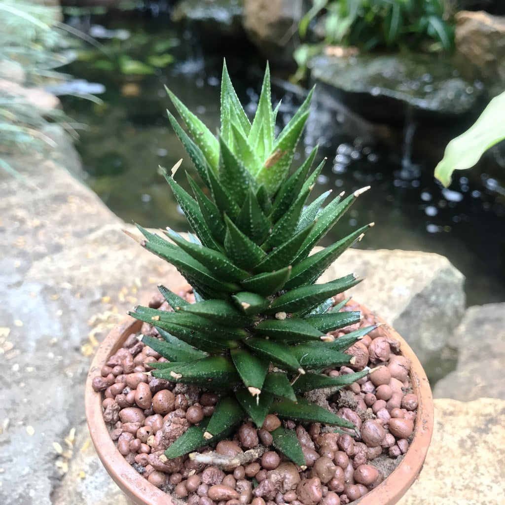 Haworthia Resendeana Succulent Plant - myBageecha