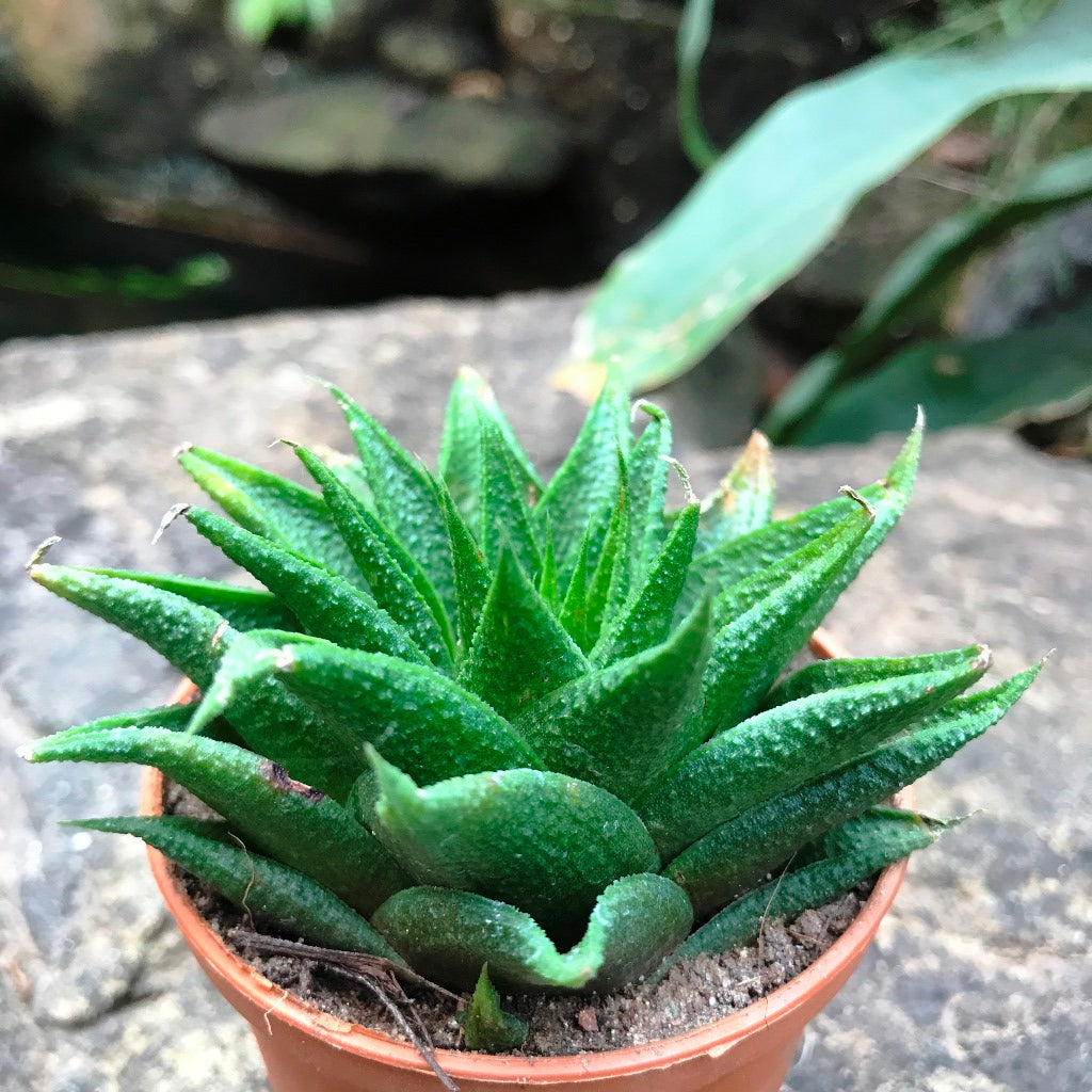 Haworthia Glabrata Succulent Plant - myBageecha