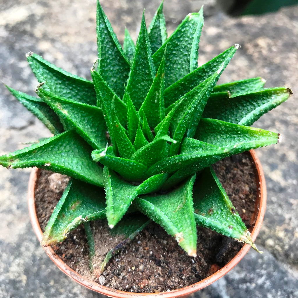 Haworthia Glabrata Succulent Plant - myBageecha