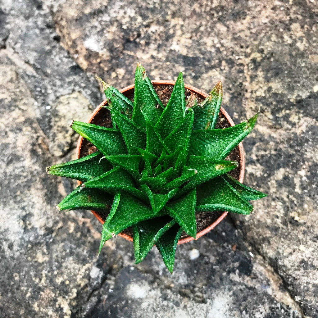 Haworthia Glabrata Succulent Plant - myBageecha