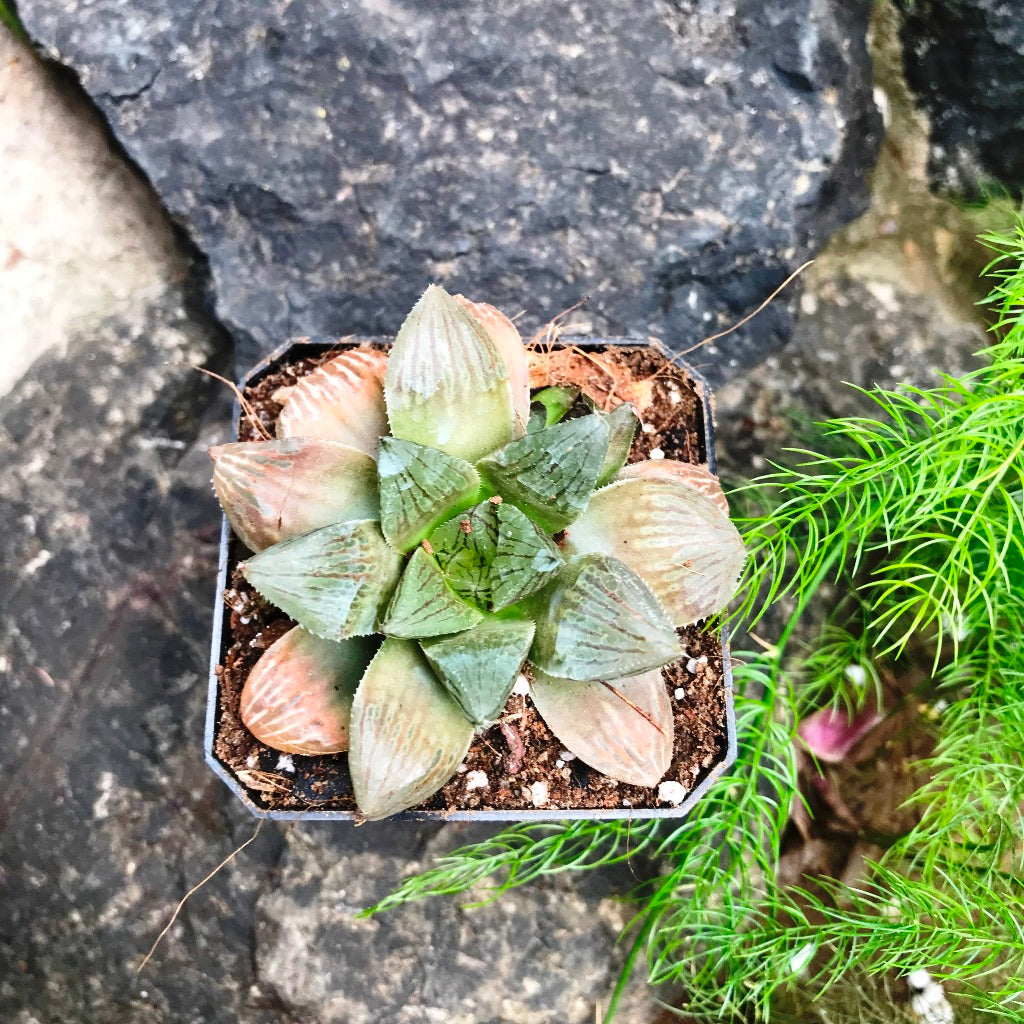 Haworthia Ruby Crown Succulent Plant - myBageecha