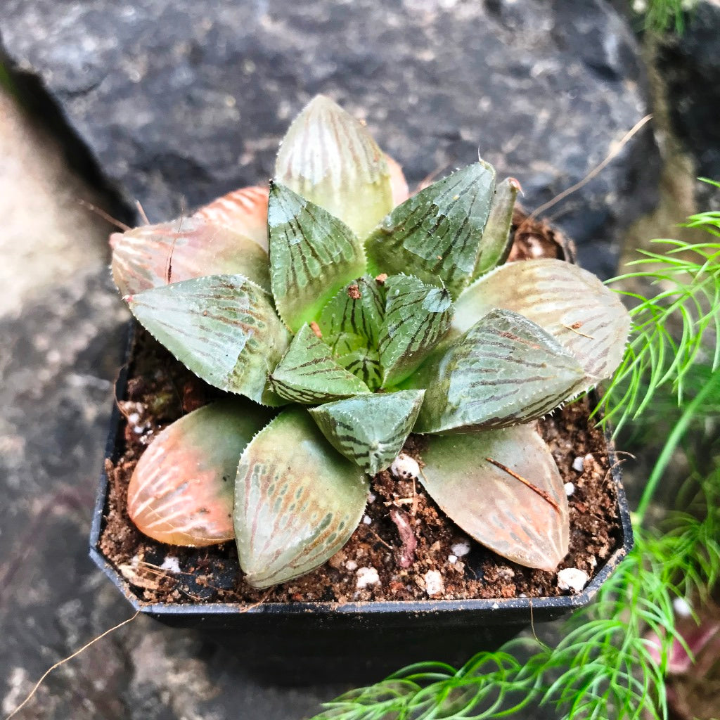 Haworthia Ruby Crown Succulent Plant - myBageecha