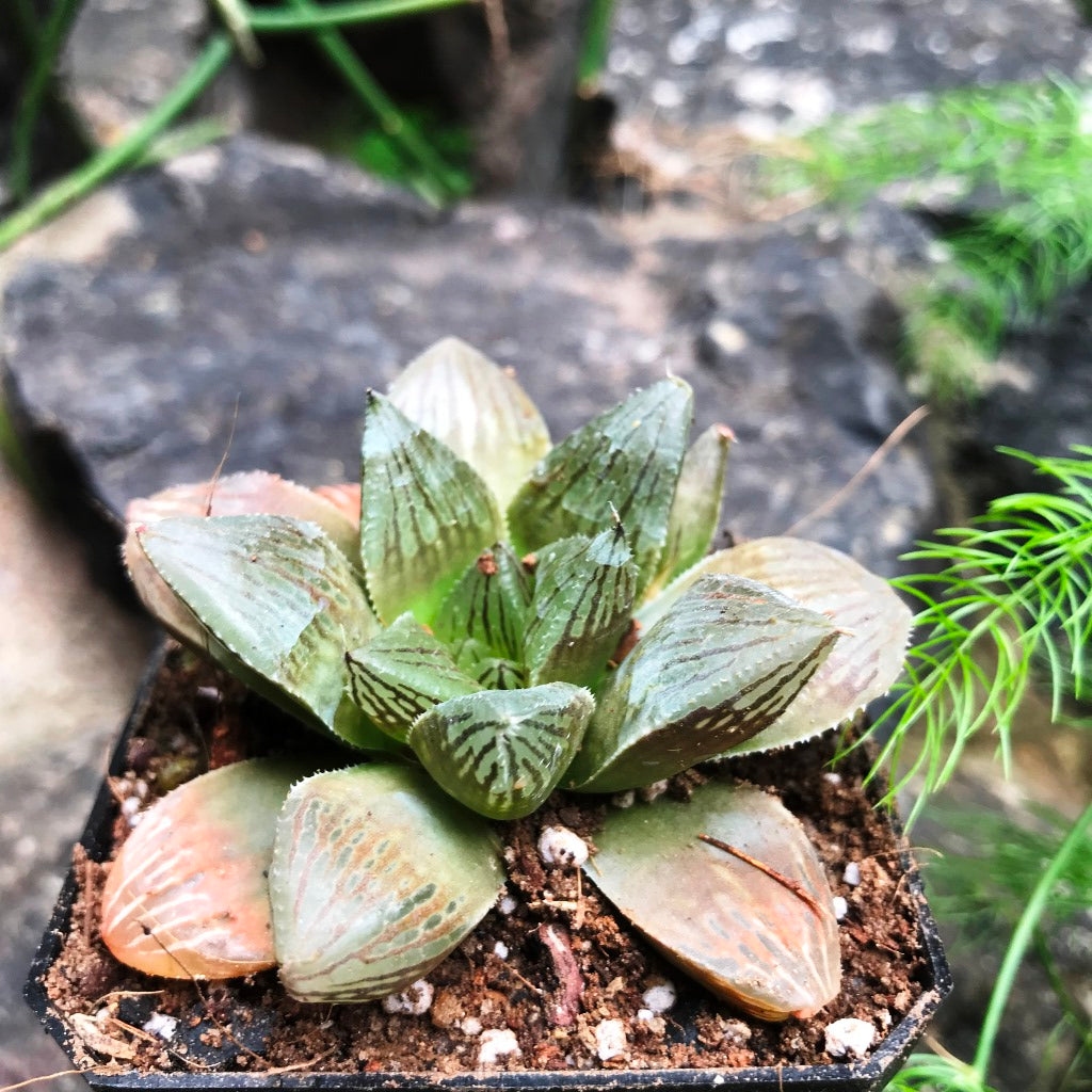 Haworthia Ruby Crown Succulent Plant - myBageecha