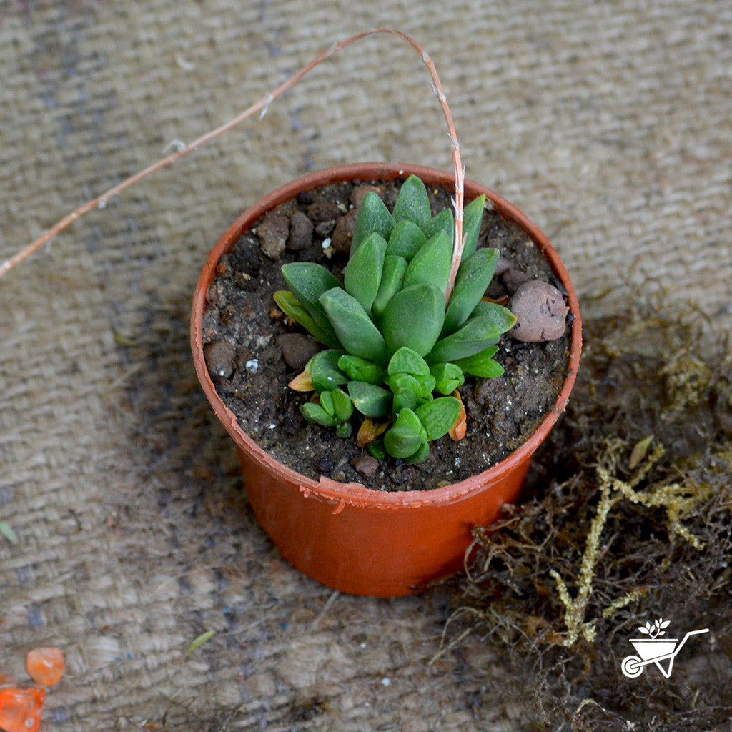 Haworthia Turgida Plants myBageecha - myBageecha