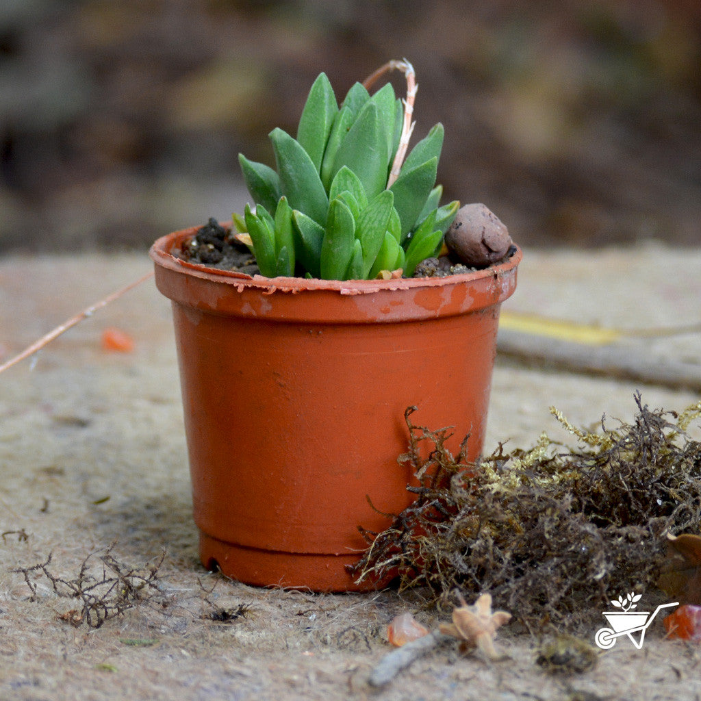 Haworthia Turgida Plants myBageecha - myBageecha