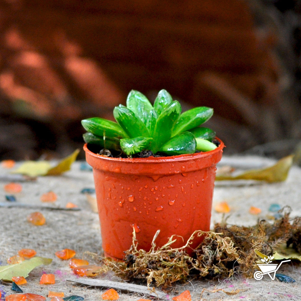 Haworthia Cymbiformis.Var.Obtus Plants myBageecha - myBageecha