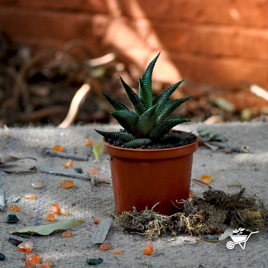 Haworthia Limifolia Plants myBageecha - myBageecha