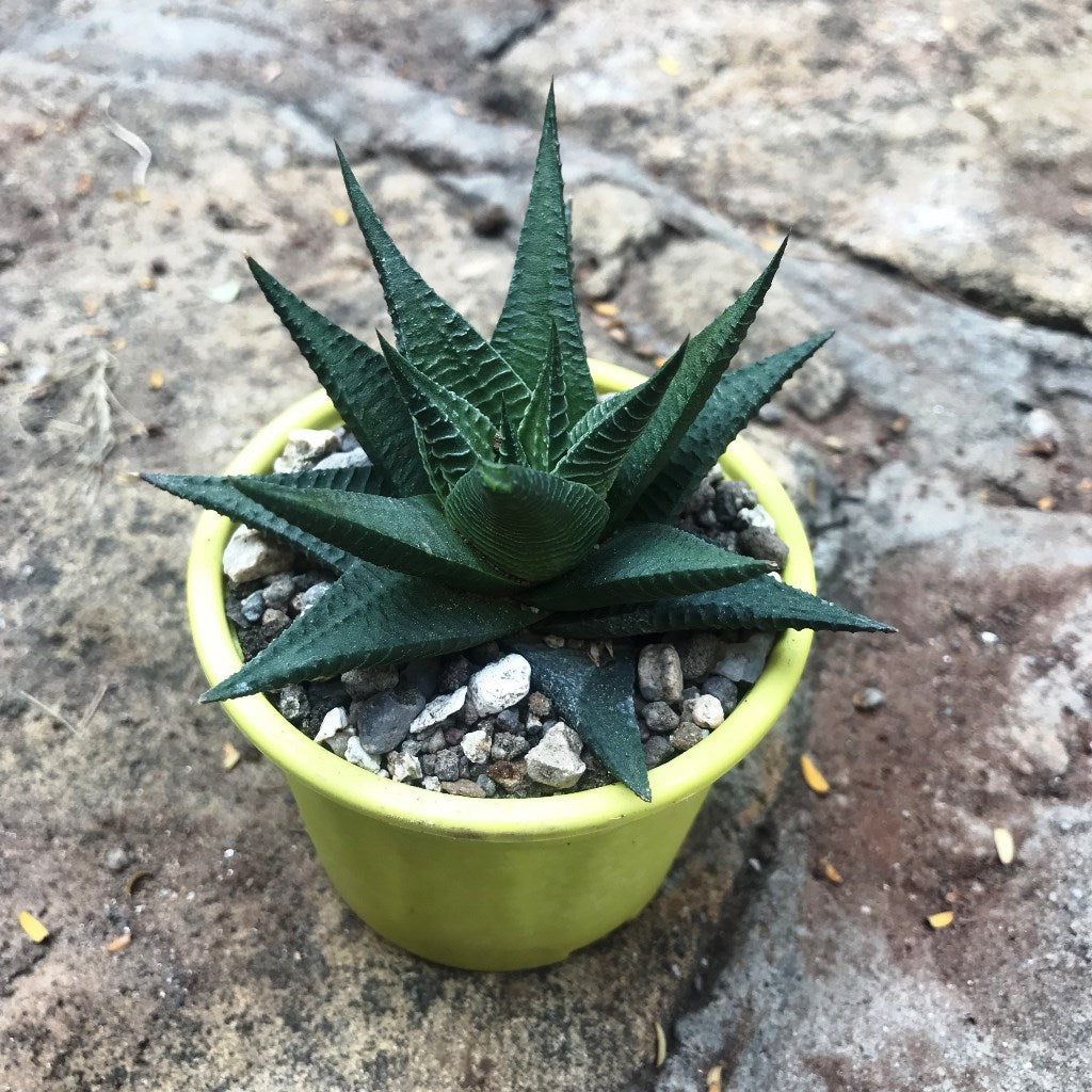 Haworthia Limifolia v Longiana Succulent Plant - myBageecha