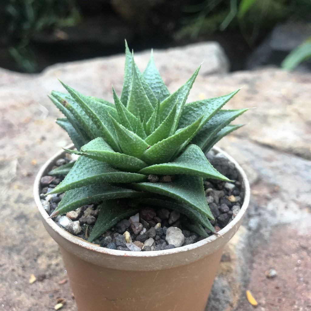 Haworthia Lotusiana Succulent Plant - myBageecha