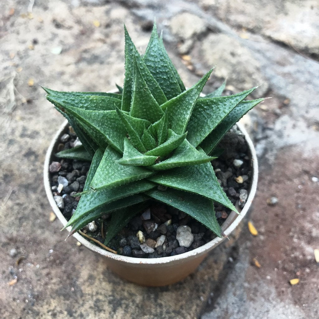 Haworthia Lotusiana Succulent Plant - myBageecha