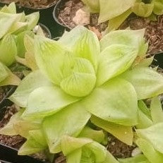 Haworthia Cymbiformis Xantha Gold Succulent Plant - myBageecha