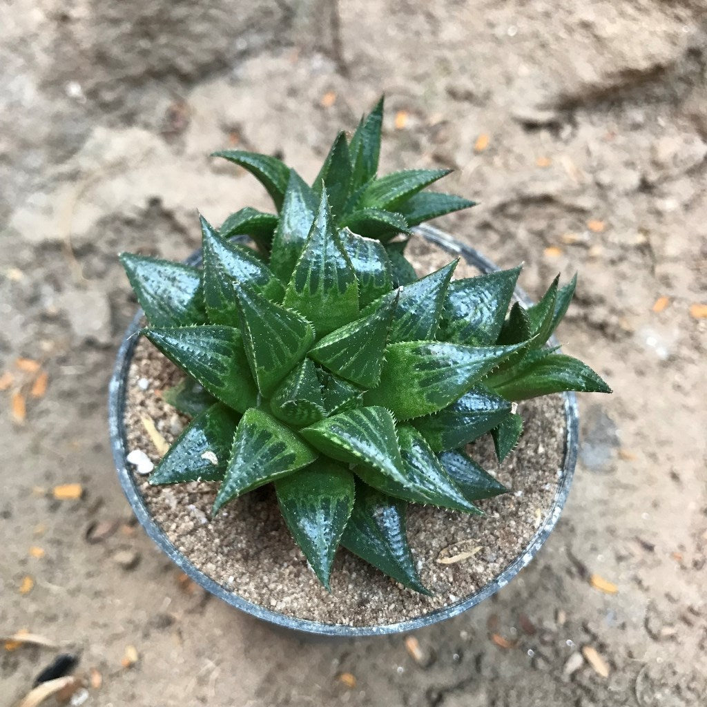 Haworthia emelyae var. multifolia Succulent Plant - myBageecha