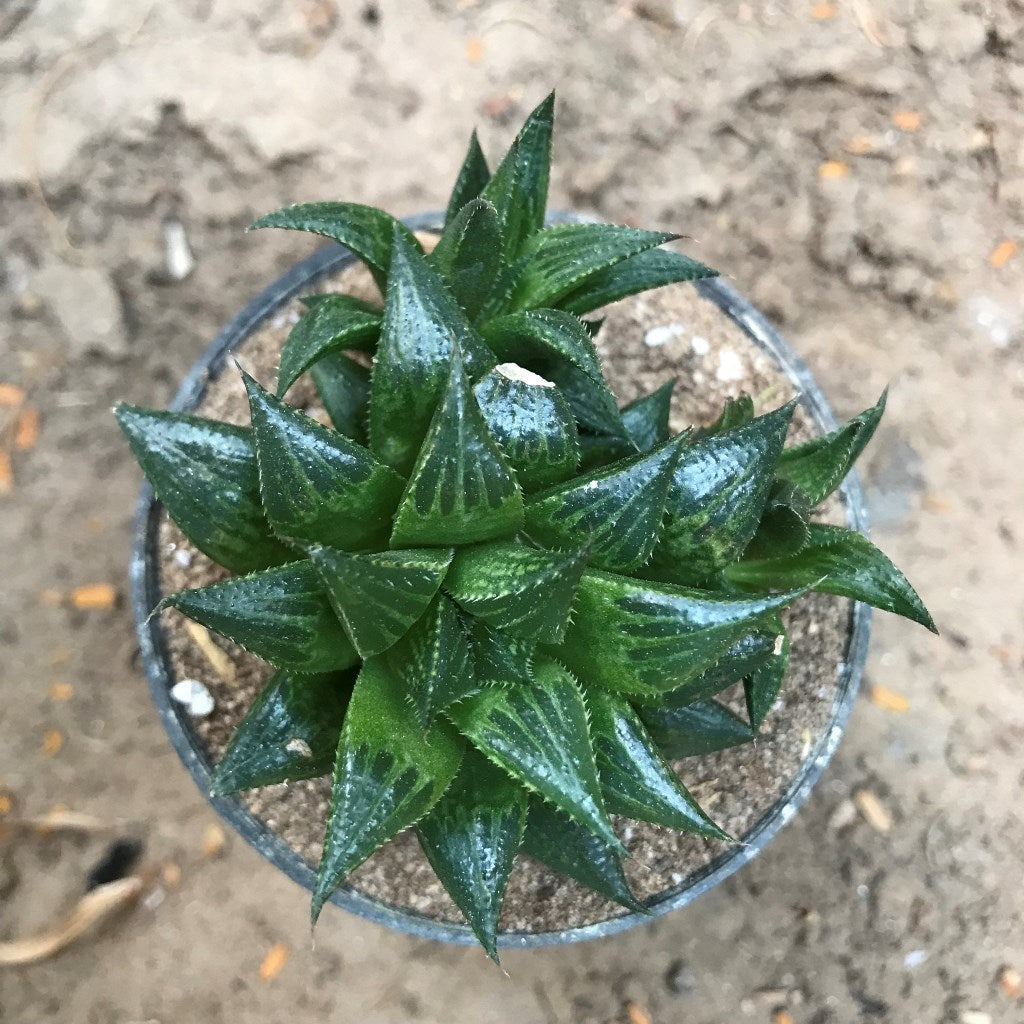 Haworthia emelyae var. multifolia Succulent Plant - myBageecha