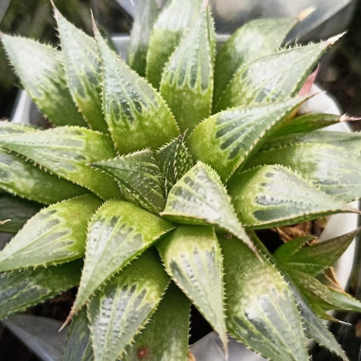 Haworthia emelyae var. multifolia Succulent Plant - myBageecha