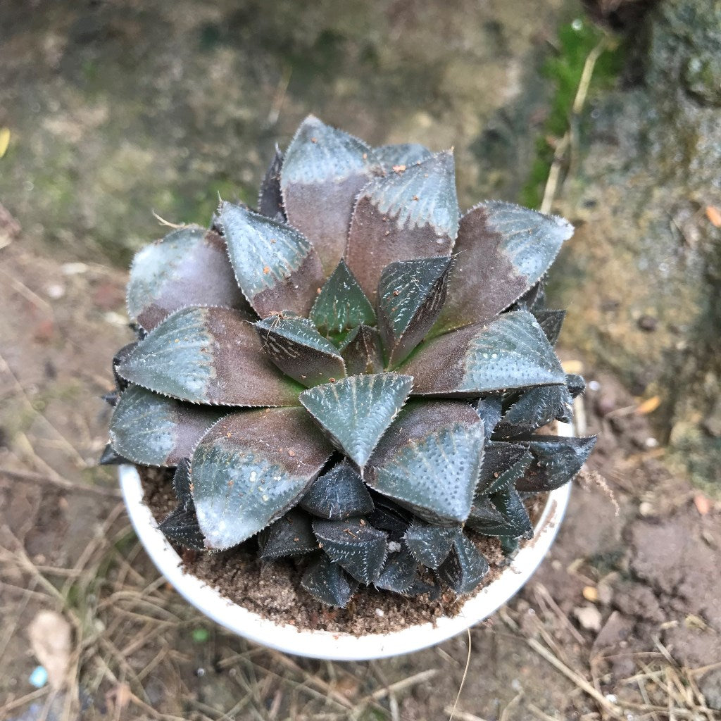 Haworthia Kegani Choco Red Succulent Plant - myBageecha