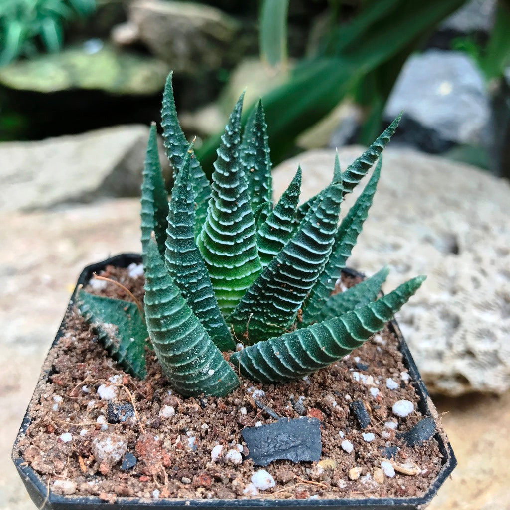 Haworthia Limifolia Succulent Plant - myBageecha