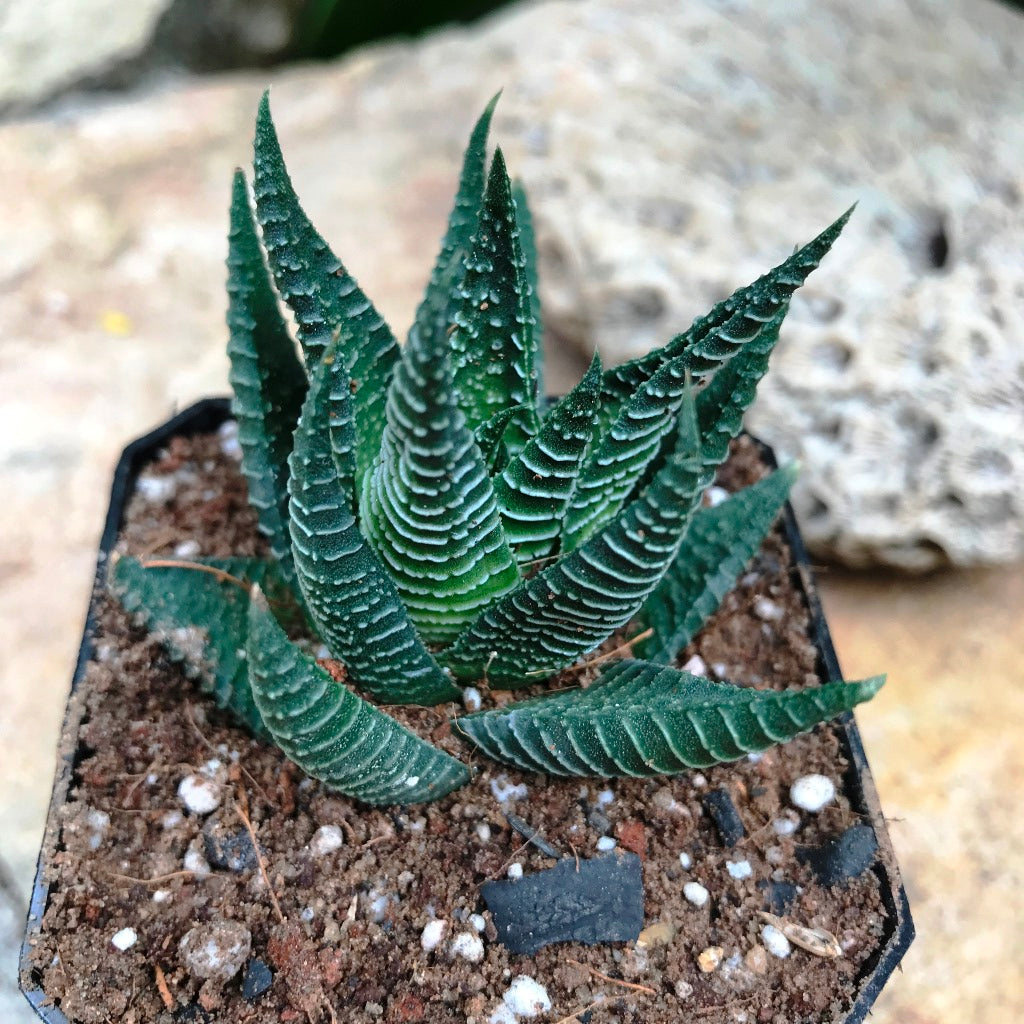 Haworthia Limifolia Succulent Plant - myBageecha