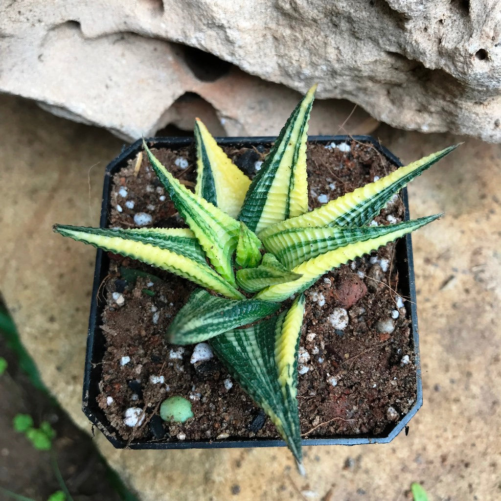 Haworthia Limifolia Variegata Succulent Plant - myBageecha