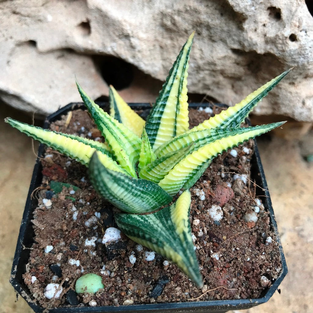 Haworthia Limifolia Variegata Succulent Plant - myBageecha