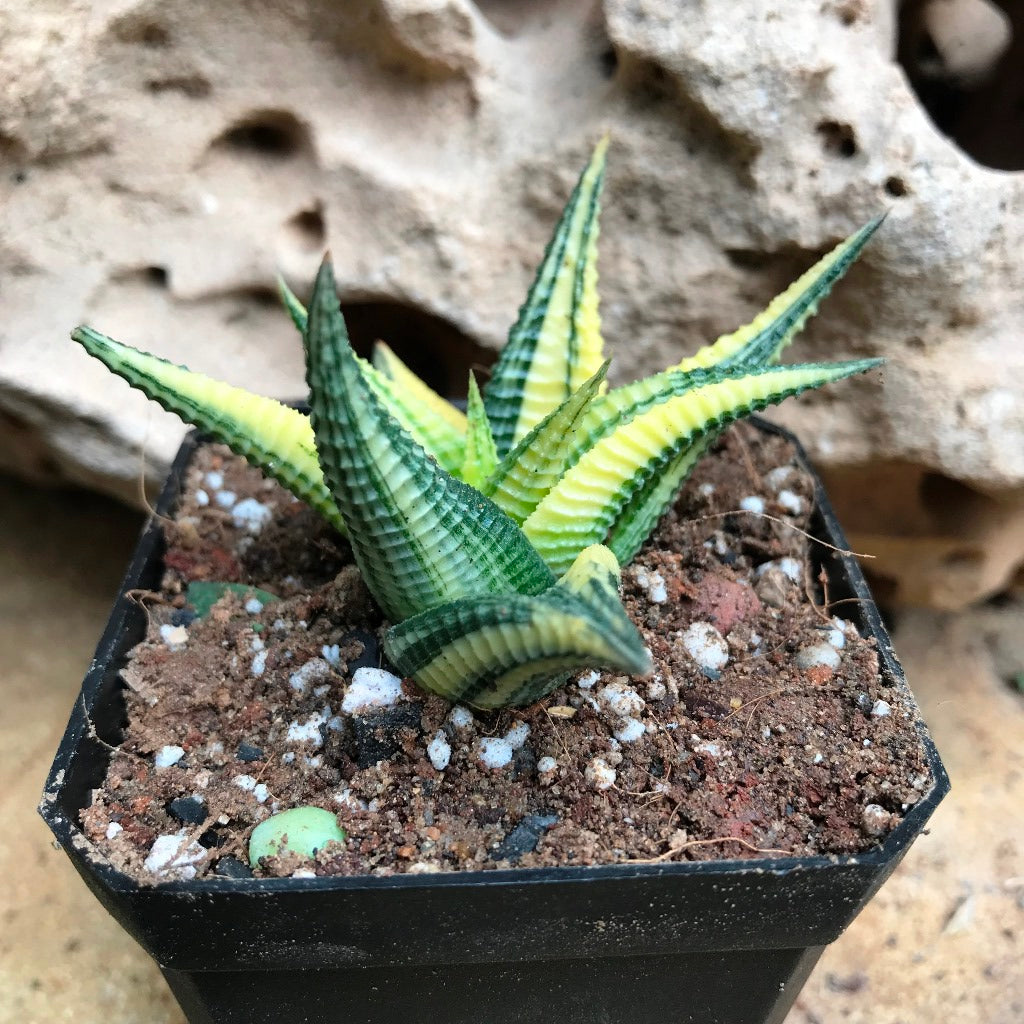 haworthia limifolia succulent Haworthia Limifolia Variegata – Decorative Succulent Plant