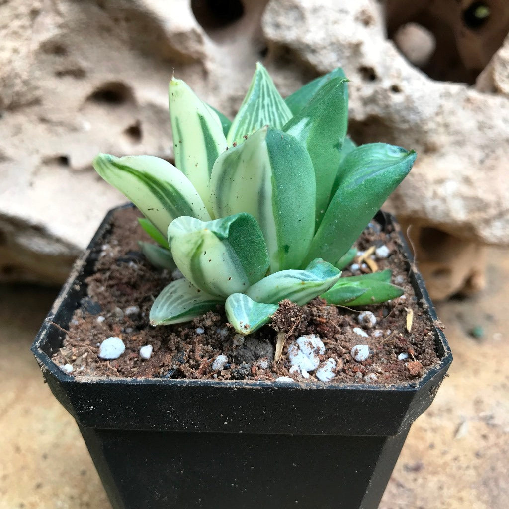 Haworthia Retusa Variegata Succulent Plant - myBageecha