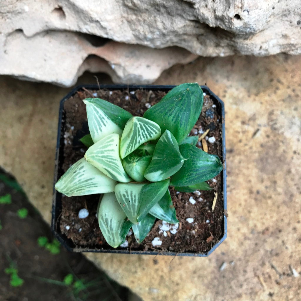 Haworthia Retusa Variegata Succulent Plant - myBageecha