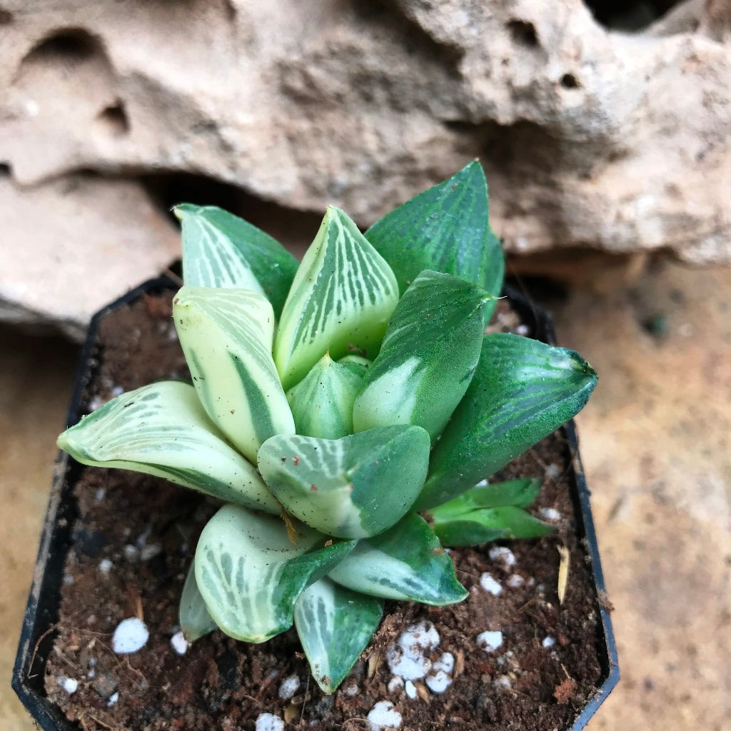 Haworthia Retusa Variegata Succulent Plant - myBageecha
