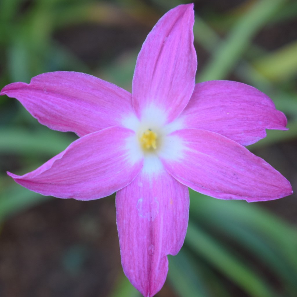 Rain Lily 'Heart Throb' (Bulbs) - myBageecha
