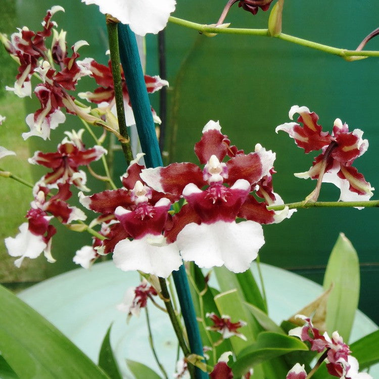 Heaven Scent Redolence Plants myBageecha - myBageecha