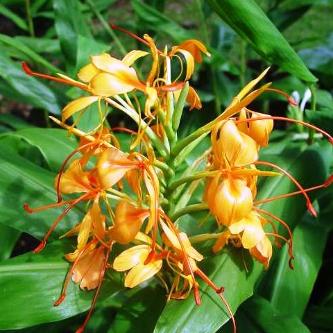 Hedychium 'Anne Bishop' (Bulbs) - myBageecha