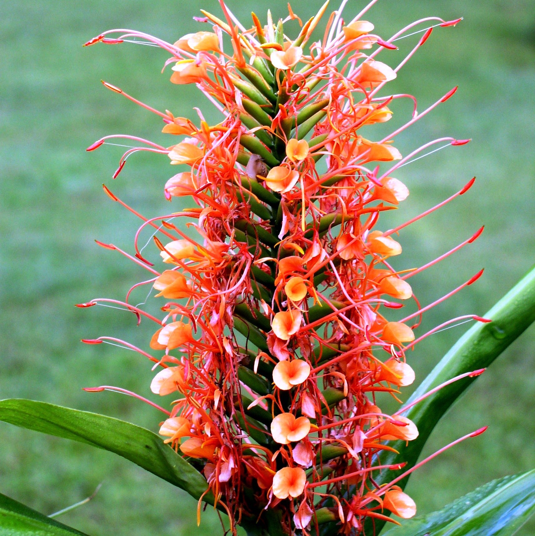 Hedychium 'Coccineum'- Scarlet Ginger (Bulbs) - myBageecha