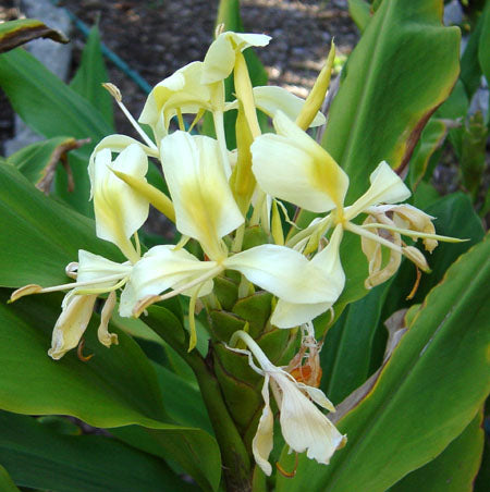 white ginger lily bulbs Hedychium Flavescens Bulbs – Cream Garland Ginger Lily