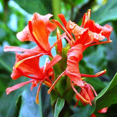 Hedychium Greenii - 'Red Butterfly Ginger' (Bulbs) - myBageecha
